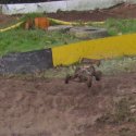 Dave\'s Losi